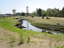 A photograph of the main creek flowing through the Foster Road floodplain restoration project in Portland, Oregon (USA)