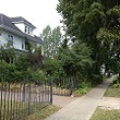 A photograph of a Halifax, Nova Scotia, street trees (Canada)