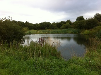 J4M8 wetland