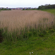 A photograph of a SuDS pond in Newcastle, UK