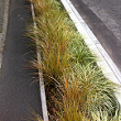 A photograph of a Nottingham rain garden