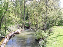 A photograph of Johnson Creek, Portland, Oregon (USA)