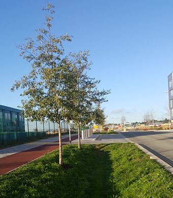 A swale at the North West Cambridge Development