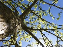 A photograph of the sky taken through tree branches